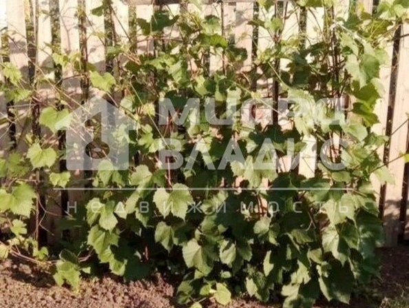 СНТ Здоровье,